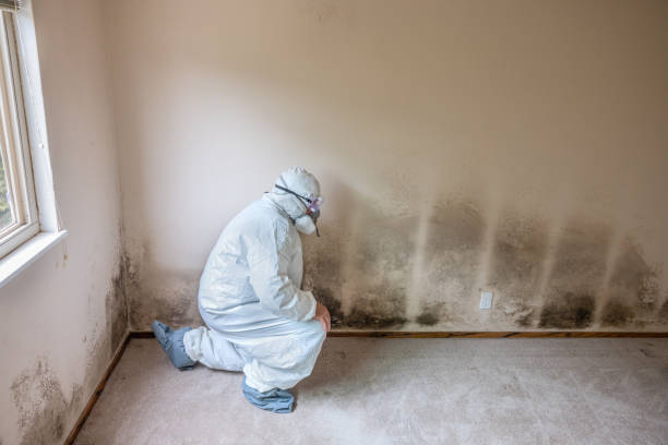Best Professional Mold Removal  in New Madison, OH