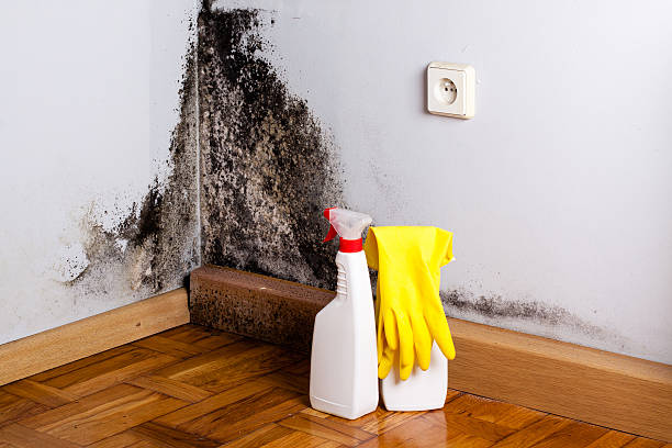 New Madison, OH Mold Removal Company